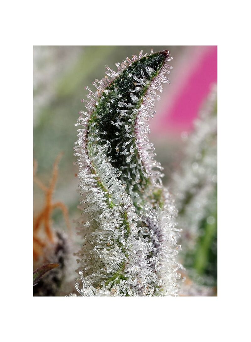 Papaya Zoap Auto, Фасовка: 5+2, изображение 2